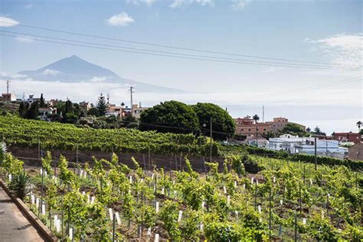 Finca Rural House Tenerife Relax And Enjoy Santa Úrsula Εξωτερικό φωτογραφία